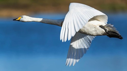 Tundra Swan, Bewick's Swan, Cygnus columbianus in flight at winter in Slimbridge, England, United