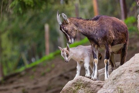 Motherly care. A female bezoar ibex (Capra aegagrus aegagrus) stands together with her goatling on