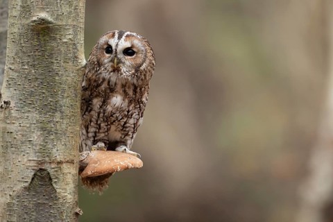 Tawny owl (Strix aluco) adult bird on a Bracket fungi on a Silver birch tree in a woodland in