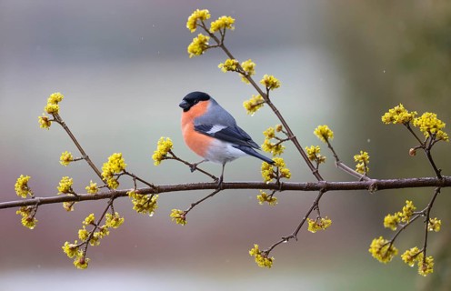 Bullfinch, (Pyrrhula pyrrhula) adult male, perched on a flowering cornelian cherry branch, in the