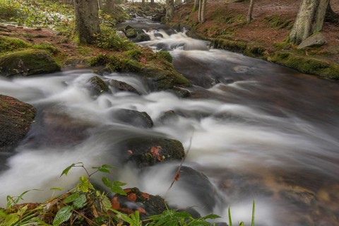 Kleine Ohe creek below Waldhaeuser village in the Bavarian Forest Nationalpark. Flowing water and