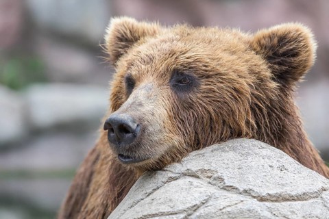 One Kamchatka brown bear (Ursus arctos piscator), portrait