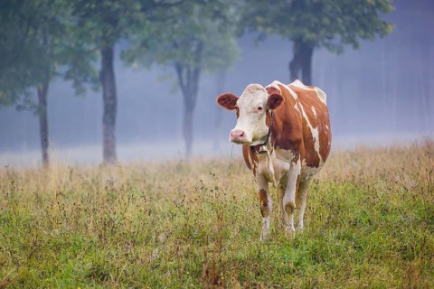 A Holstein Friesian cow stands grazing on a meadow with trees on a foggy day. Eng Valley, Austria,