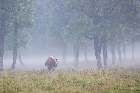 A Holstein Friesian cow stands grazing on a meadow with trees on a foggy day. Eng Valley, Austria,