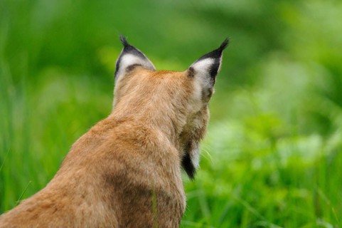 Rear view of a lynx in a natural environment. Focus on the characteristic ears and the furry rump,