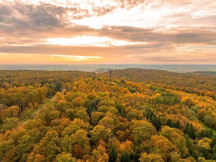 Extensive autumnal forest with observation tower and lush greenery, Schönbuchturm, Herrenberg,