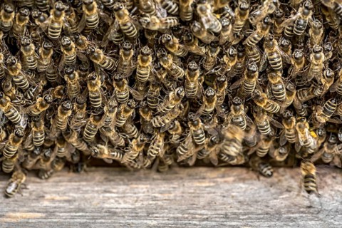 Bee colony, many bees, Western or European honey bee (Apis mellifera) on honeycomb outside at the