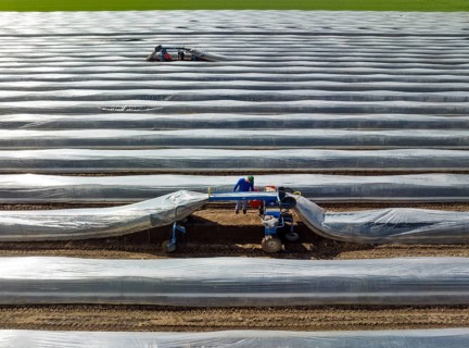 Wesel, North Rhine-Westphalia, Germany, Harvest workers from Eastern Europe harvest the first