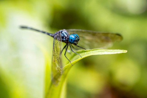 Blue dragonfly on a leaf, Corcovado National Park, Osa Peninsula, Puntarena Province, Costa Rica,
