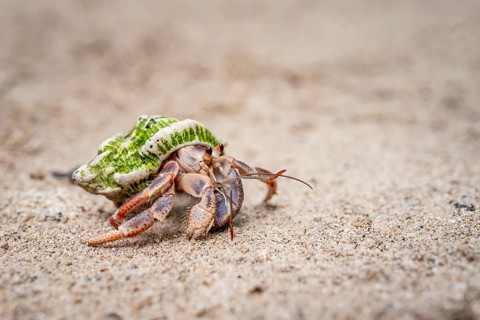 Caribbean hermit crab (Coenobita clypeatus), in the sand on the beach, Parque Nacional Cahuita,