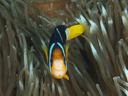 A Clark's anemonefish (Amphiprion clarkii) swimming in a sea anemone, surrounded by fine tentacles,
