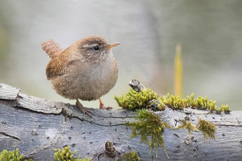 Wren (Troglodytes troglodytes) sitting on a moss-covered branch. Peace and closeness to nature,
