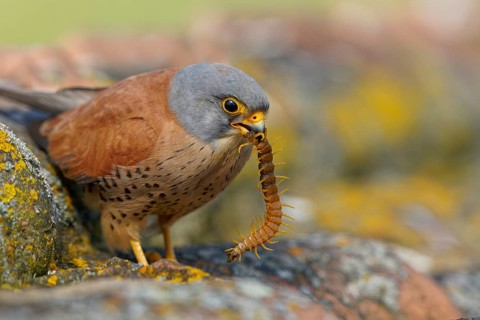 Male lesser kestrel (Falco naumanni) with captured scolopender (giant runner), Extremadura, Spain,