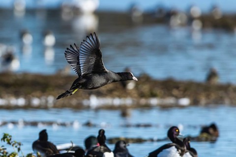 Eurasian Coot, Fulica atra, bird in flight over winter marshes