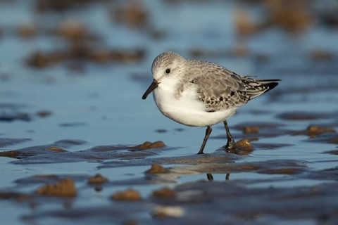 Sanderling (Calidris alba) adult wading bird in winter plumage on a beach, Norfolk, England, United