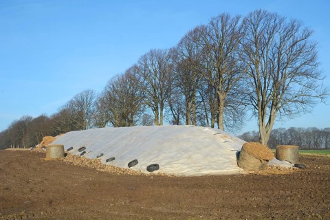 Pile of harvested sugar beets, covered by tarpaulin, waiting to be transported to the sugar factory