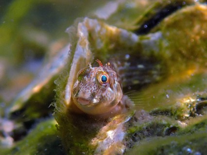 Small fish, algae blenny (Parablennius marmoreus), blenny, surrounded by algae and water, dive site