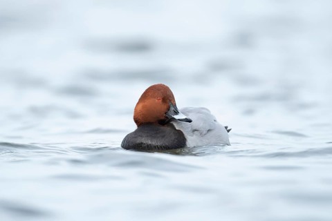 Common pochard duck (Aythya ferina) adult male bird on a lake, England, United Kingdom, Europe