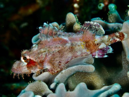 A Papuan scorpionfish (Scorpaenopsis papuensis) with pink-grey colouring rests surrounded by soft