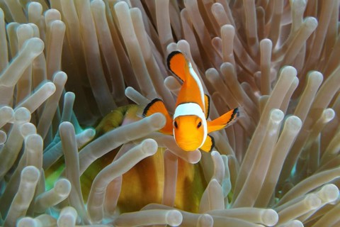 An Ocellaris Clownfish (Amphiprion ocellaris), Nemo, swimming curiously in a sea anemone, near its