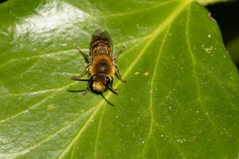 Ivy bee (Colletes hederae) adult insect on an ivy plant leaf in the summer, England, United