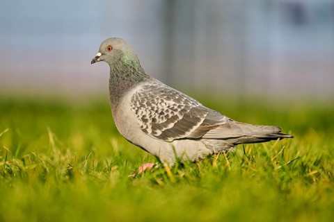 Feral pigeon (Columba livia domestica) on a meadow, Venice, Italy, Europe