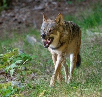 Wolf (Canis lupus) stands in a clearing in the forest and bares its teeth, Germany, Europe