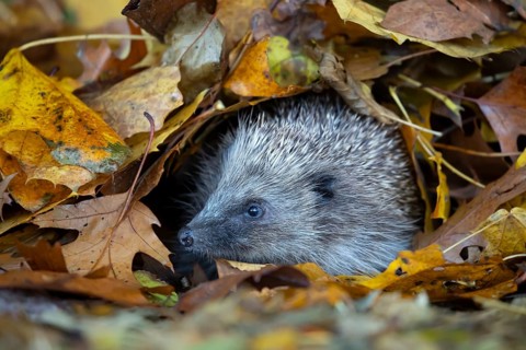 European hedgehog (Erinaceus europaeus) adult animal emerging from a pile of fallen autumn leaves,