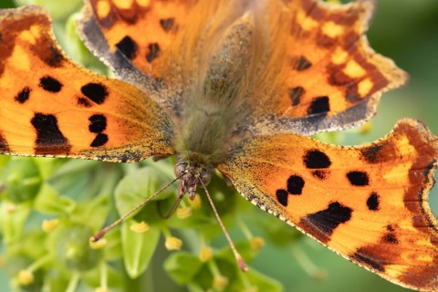 Comma butterfly (Polygonia c-album) adult insect feeding on a garden Ivy flower in summer, England,