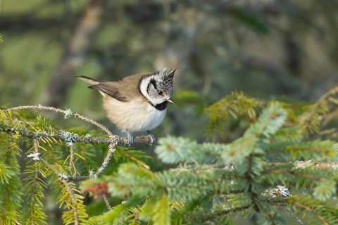 Crested tit Lophophanes cristatus adult bird in a Scots pine tree, Scotland, United Kingdom, Europe