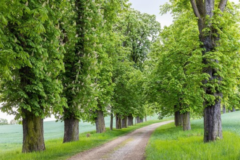 Listed avenue with old trees of white horse chestnut (Aesculus hippocastanum) in Hermsdorf,