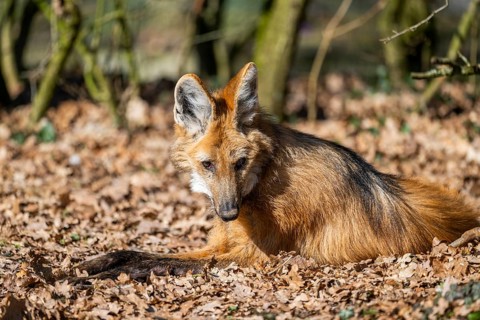 Maned wolf (Chrysocyon brachyurus) in a forest, captive, Germany, Europe