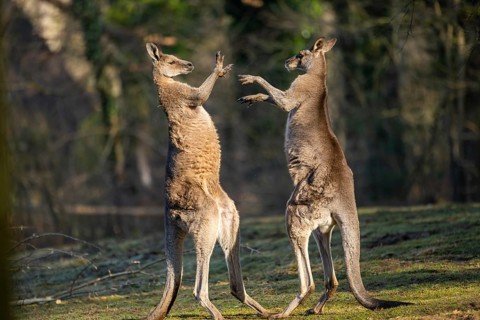 Eastern Gray Kangaroo (Macropus giganteus), two males fighting on a meadow, captive, occurance