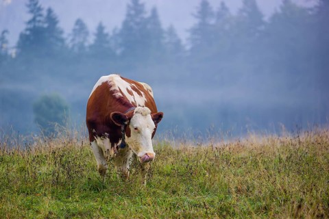 A Holstein Friesian cow stands grazing on a meadow with trees on a foggy day. Eng Valley, Austria,