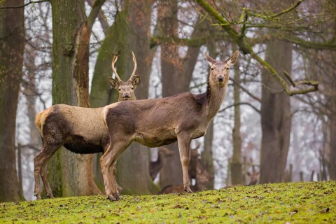 A Red Deer hind (Cervus elaphus) and a young stag stand on a green meadow at a forest edge on a