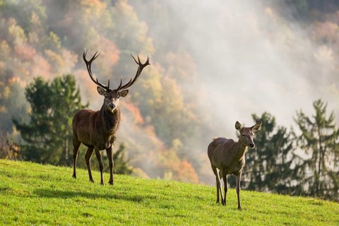 A red deer stag (Cervus elaphus) and a hind run across a meadow. A forest with autumn leaves can be