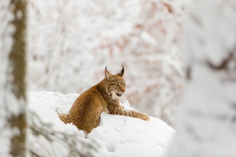 One young male Eurasian lynx, (Lynx lynx), walking through deep snow covered undergrowth in a