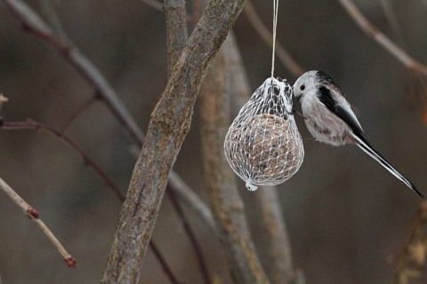Long-tailed Tit (Aegithalos caudatus) on a tit dumpling at the winter feeding, Allgäu, Bavaria,