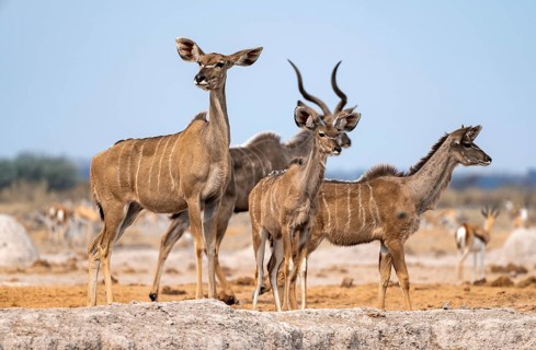 Greater kudu (Tragelaphus strepsiceros), adult female and two juvenile males, Nxai Pan National