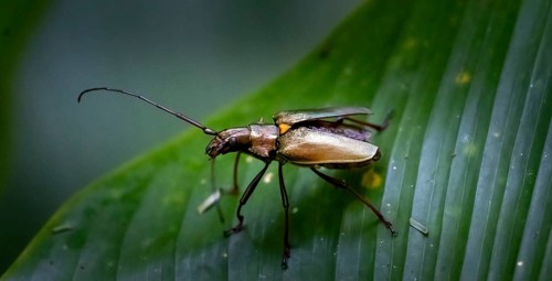 Longhorned beetle (Cerambycidae) sitting on a leaf, Tortuguero National Park, Costa Rica, Central
