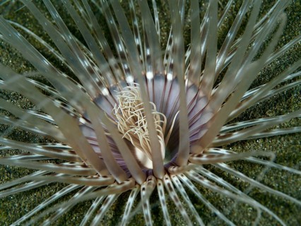 Close-up of a Banded cylinder rose (Pachycerianthus maua) with purple centre on sandy bottom, dive