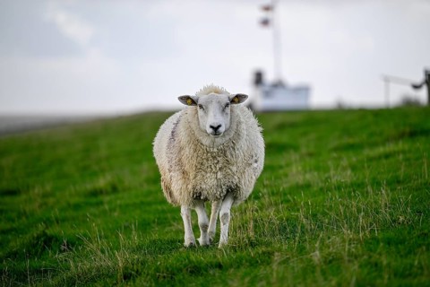 Sheep on a dyke, Pellworm Island, Schleswig-Holstein Wadden Sea National Park, North Frisia,