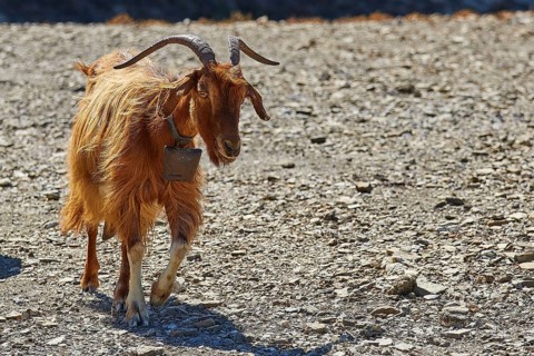 Brown goat on a stony surface, wandering in nature, goat (s), free-range, central north of the