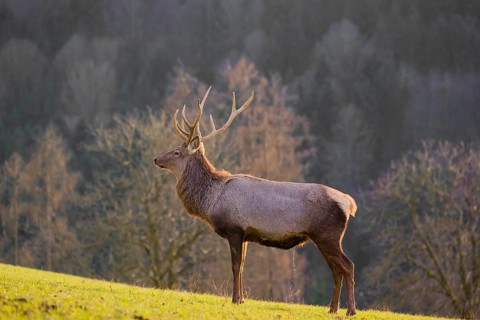 An Altai maral stag, Altai wapiti or Altai elk (Cervus canadensis sibiricus) stands in a meadow in
