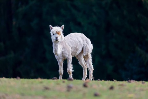 One freshly shorn alpaca (Vicugna pacos) stands on a meadow in front of a dark forest
