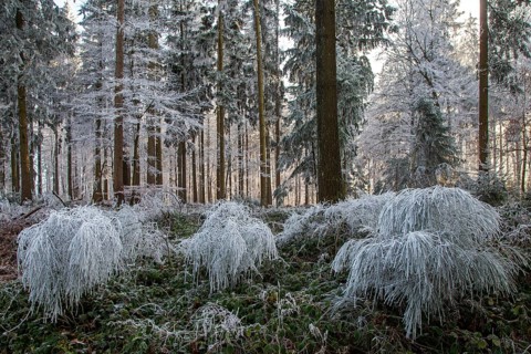 Winter, trees and ground cover with hoarfrost in the forest, mixed forest, Dossenheim,
