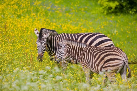 Chapman's zebra (Equus quagga chapmani) grazing on a yellow flowering meadow