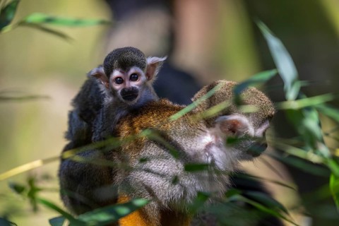One female Central American squirrel monkey, Saimiri oerstedii, carrying her baby. Green vegetation