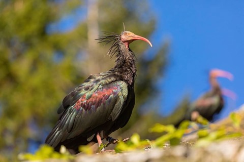 A Northern Bald Ibis, Hermit Ibis, Geronticus eremita sits on a fence, blue sky in the background