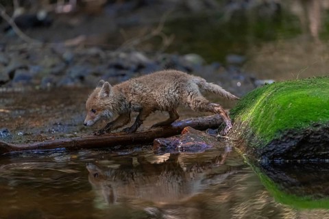 One young red fox, Vulpes vulpes, walking through a shallow forest creek in late light. Searching